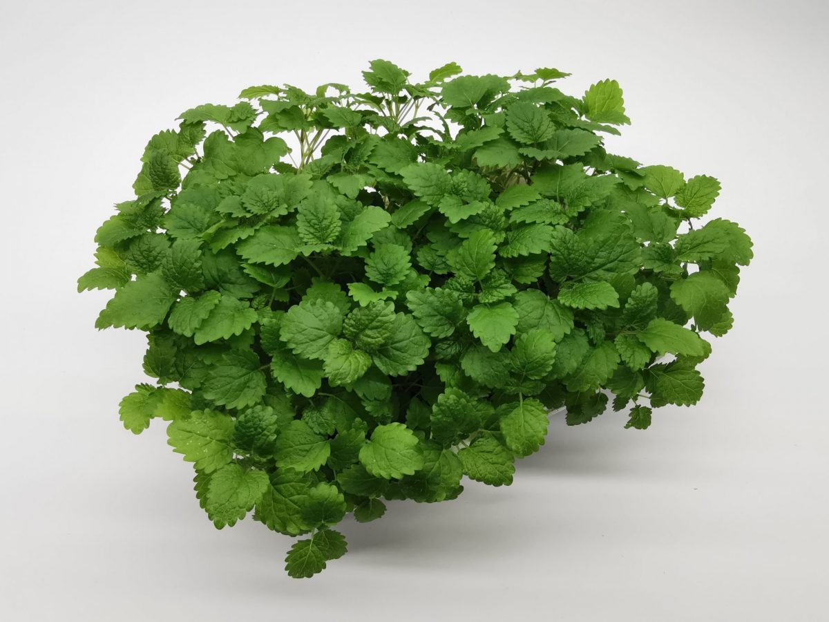 lemon balm (melisa)