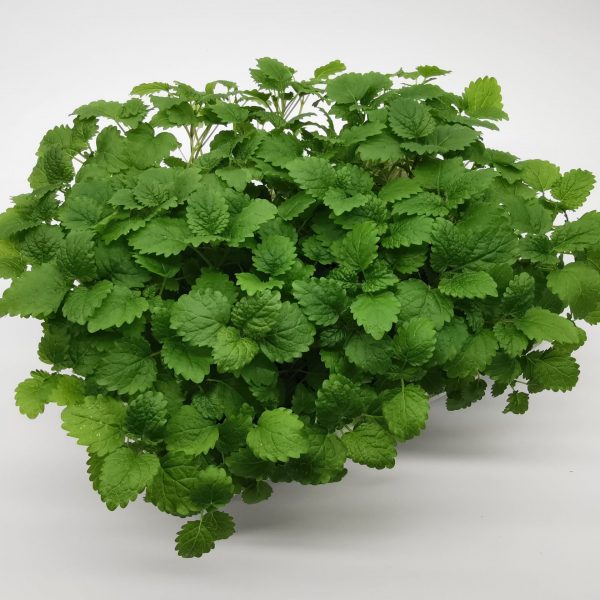 lemon balm (melisa)